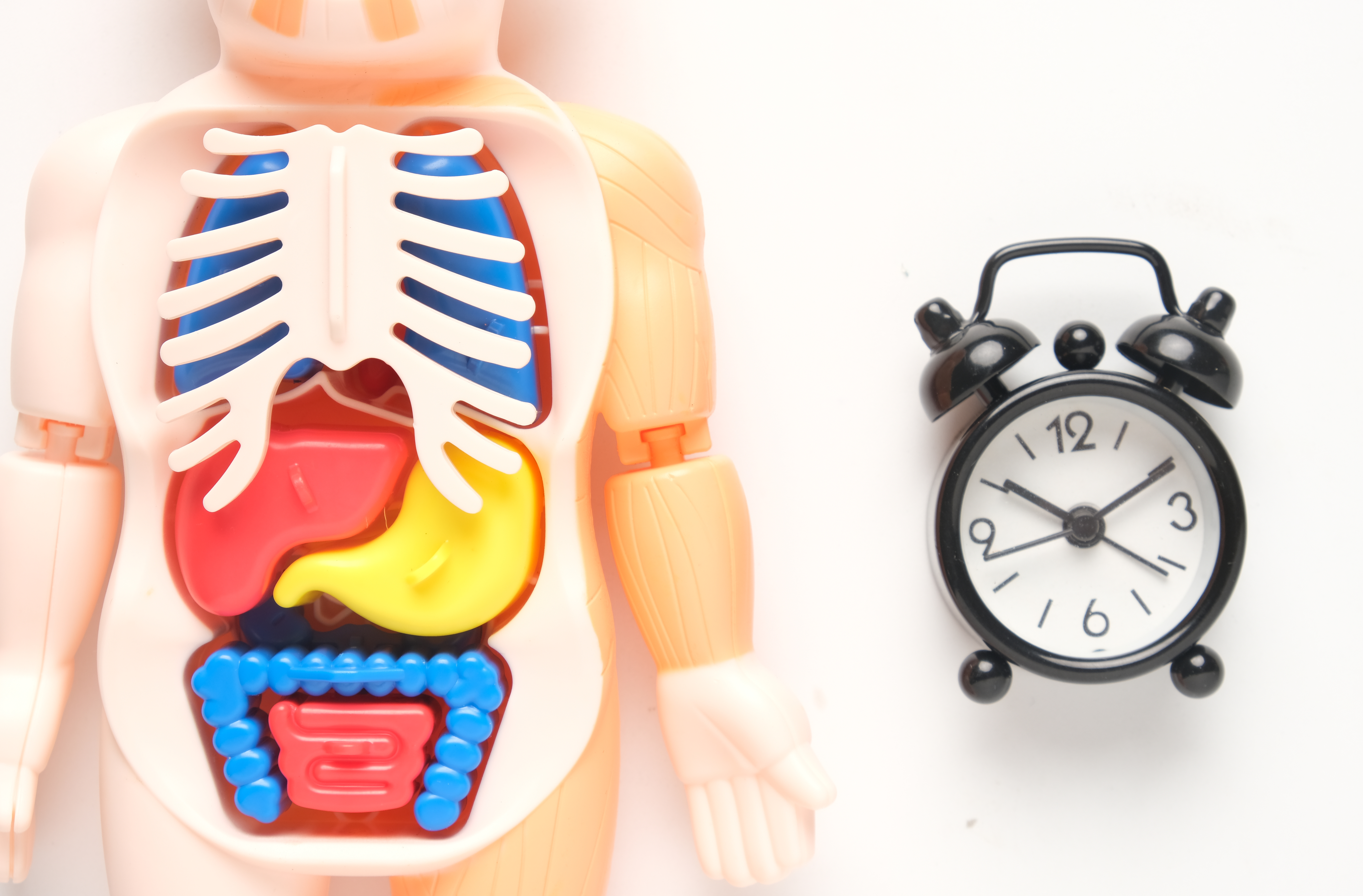 Ayuno y aparato digestivo