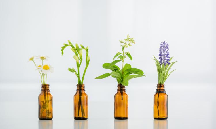 La Fitoterapia como aliada de Fiit Concept