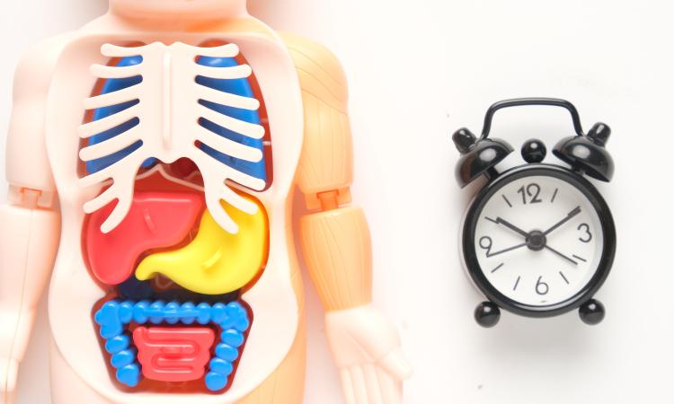 Ayuno y aparato digestivo