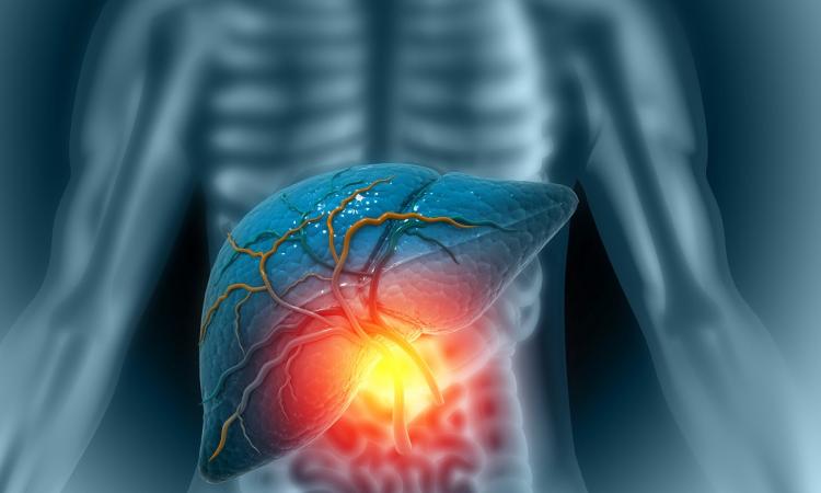 El papel del hígado en la rigidez muscular y cómo desbloquearlo