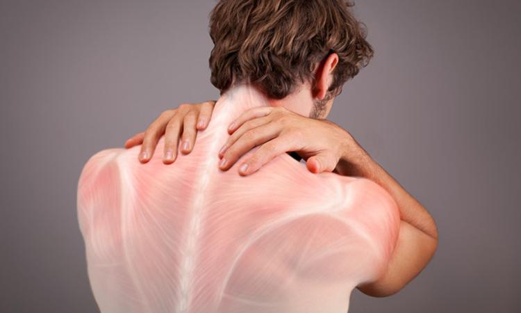 La importancia de la fascia en la salud muscular: claves para mantenerla en equilibrio